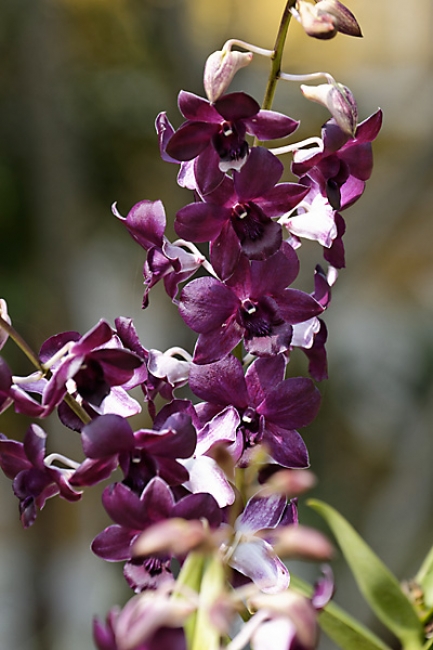 Fleurs OCT12-019